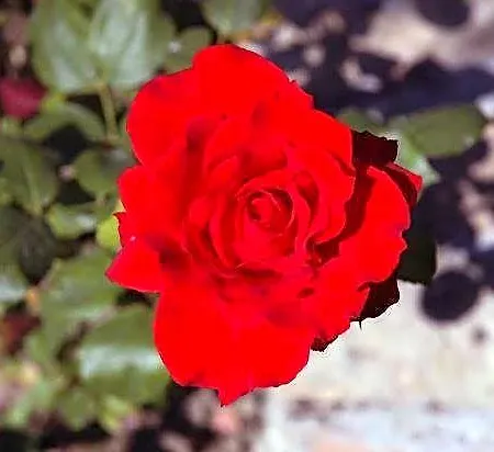 Milton מלון 2*